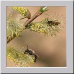 Andrena vaga - Weiden-Sandbiene 06.jpg